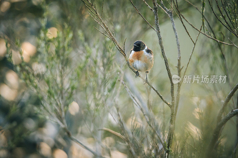 一种欧洲石茶(Saxicola rubicola)栖息在树上